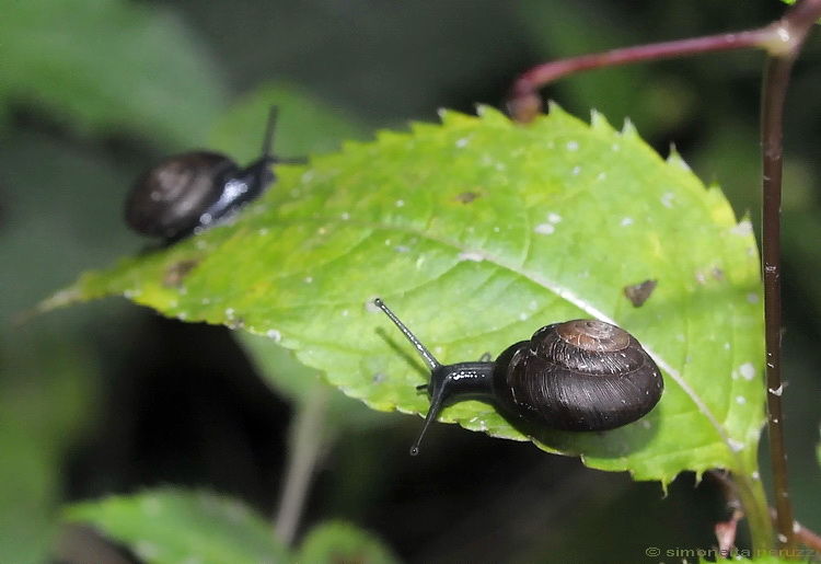 Molluschi geordies